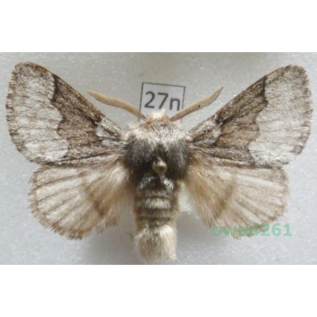 Trichiura crataegi (Linnaeus, 1758) male Barczatka głogowica Czech27n
